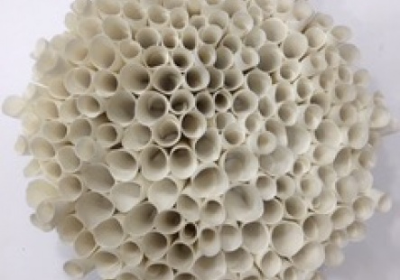 White Coral (number 3)
