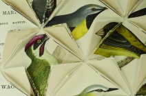 Between Folds / British Birds